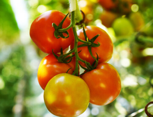 Tomatoes-on-the-vine